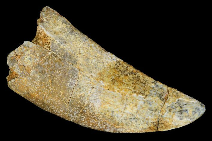 Bargain, Juvenile Carcharodontosaurus Tooth #183512